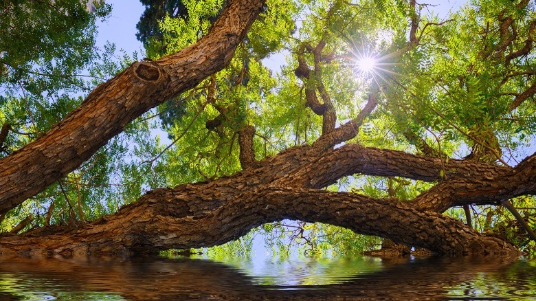 Tipu tree reflected in river