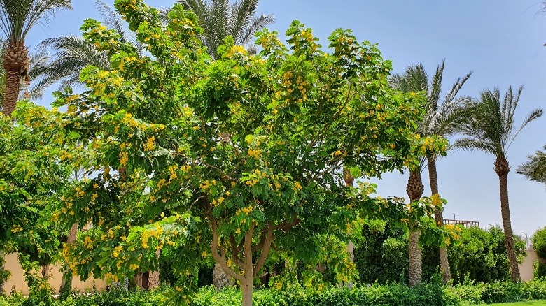 Tipu tree in a garden