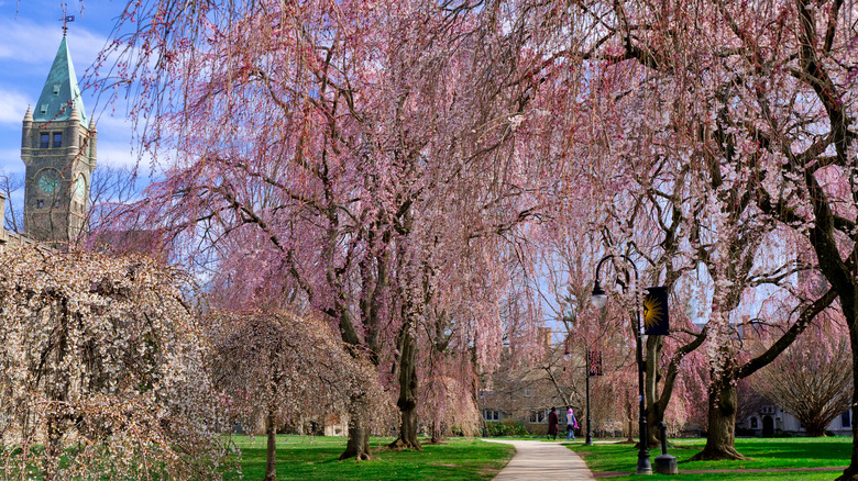 weeping cherry tree on campus