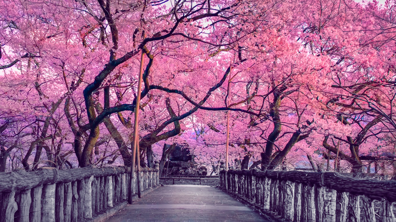 Cherry trees surrounding walkway