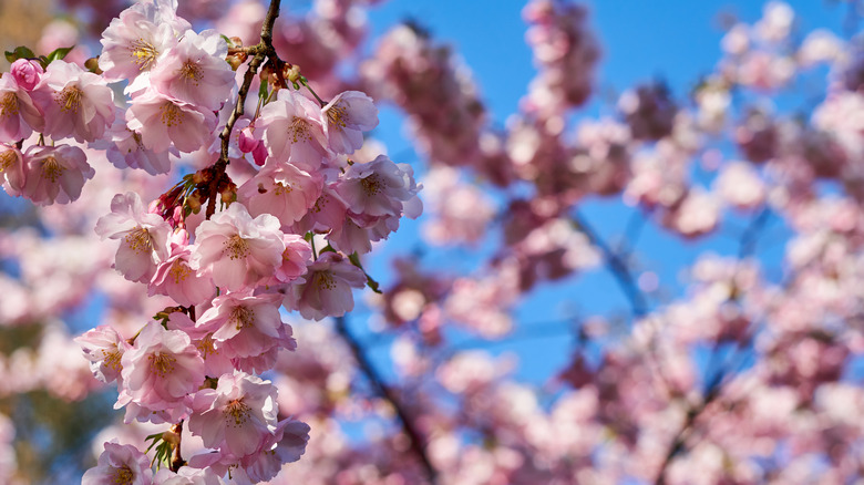 Cherry blossoms in bloom