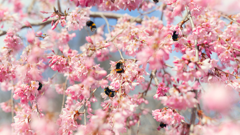 Bees on cherry flowers