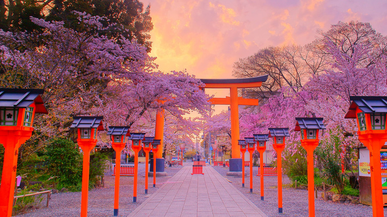 Traditional Japanese cherry trees
