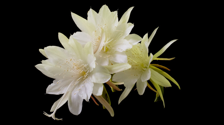 Zig zag cactus flower