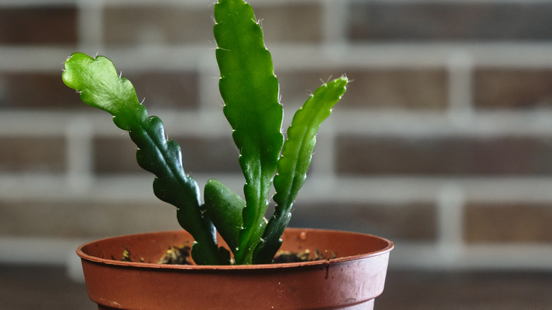 How To Care For A Zig Zag Cactus