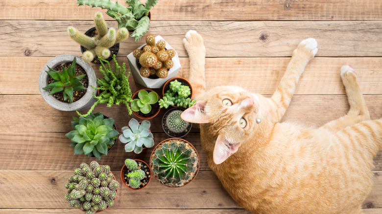Orange cat with cacti