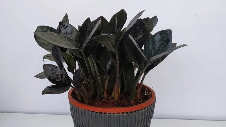 young raven zz plant