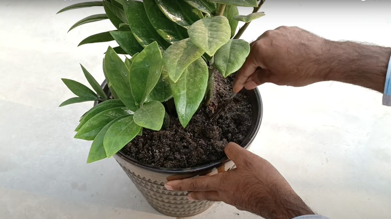 man tending to adult zz plant