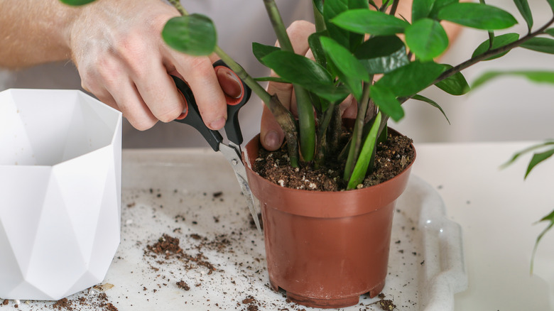 pruning scissors by zz plant pot
