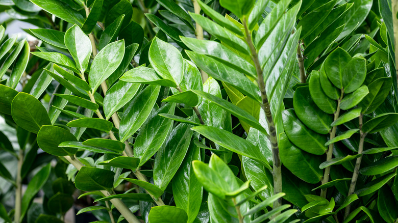 Zamioculas zamiifolia leaves on stems