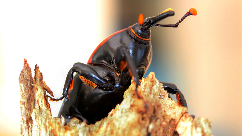 Agave snout weevil