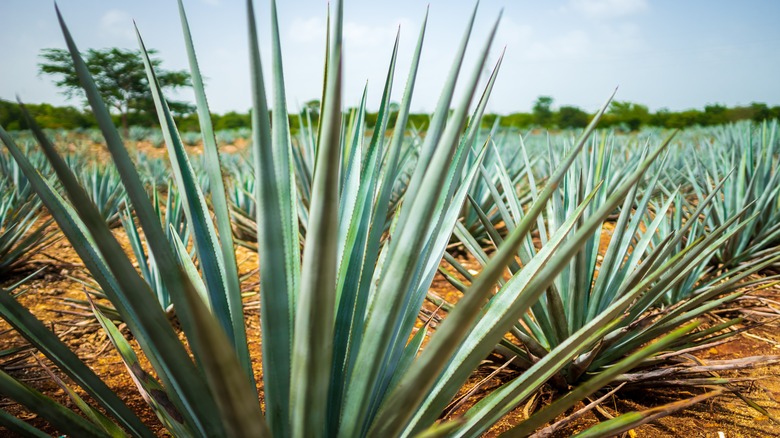 Agave plant