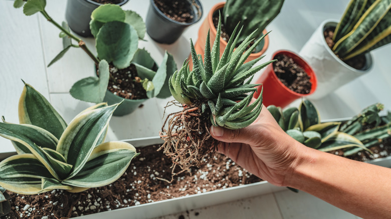 Repotting plants