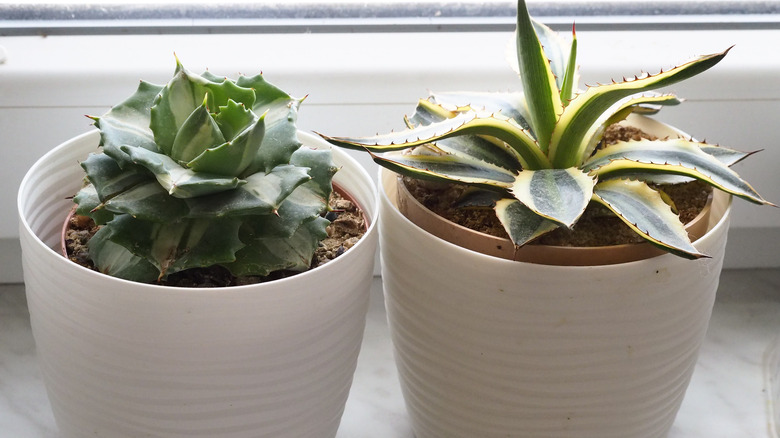 Agave in pots