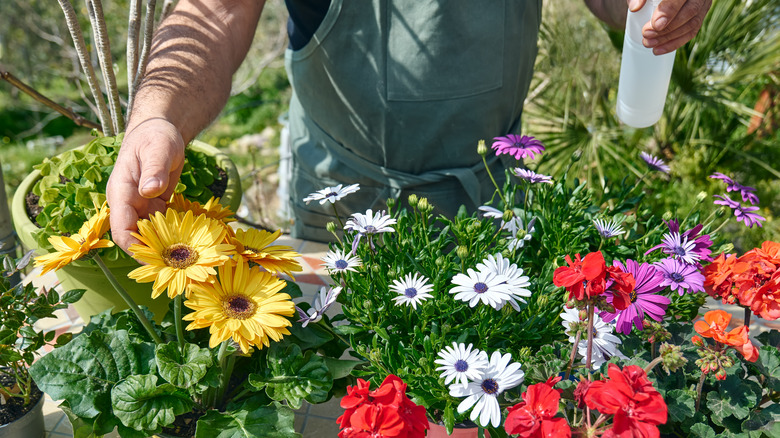 Caring for daisy plants