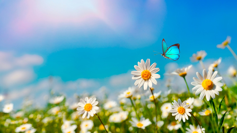 Daisies in sunshine