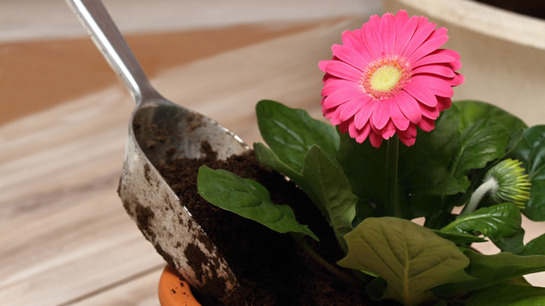 Repotted Gerbera daisy plant