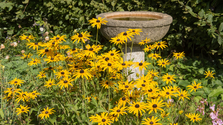 Daisies surrounding a birdbath