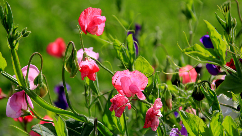 Colorful sweet pea flowering plant