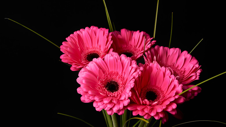 Pink Gerbera daisies