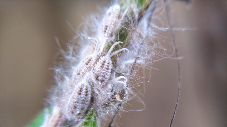 mealybugs on plant stem