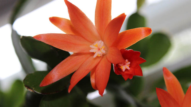 orange Easter cactus 'Colomba'