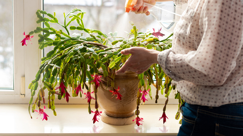 woman caring for her Easter cactus 