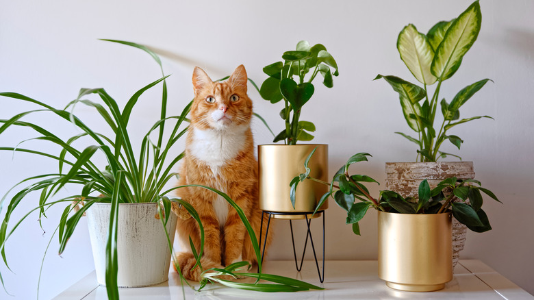 cat with houseplants