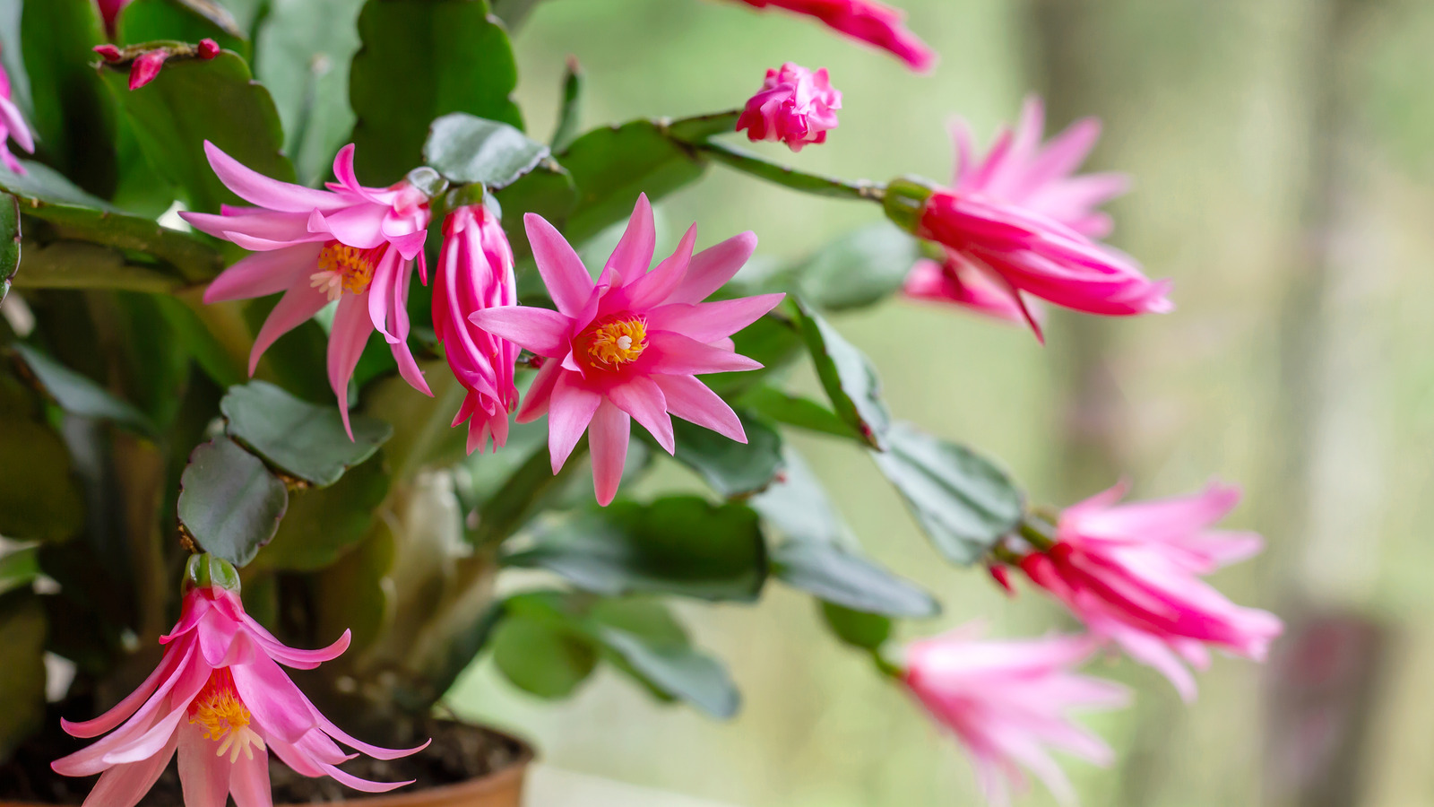 How To Care For An Easter Cactus