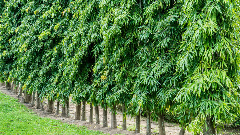 Row of Indian mast trees