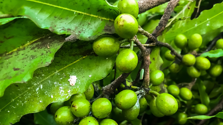 Leaves and fruit of tree