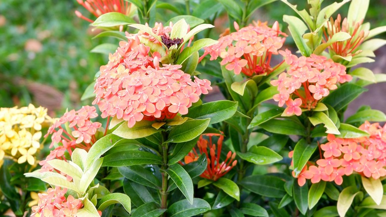 Flowers in garden