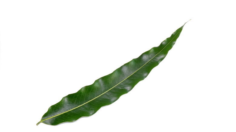 Leaf from Indian mast tree