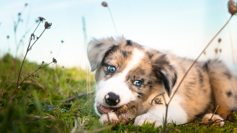 Dog chewing plants