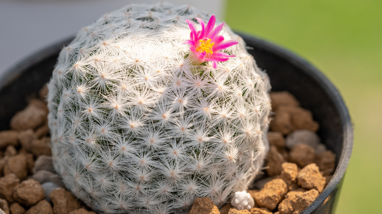 small old lady cactus