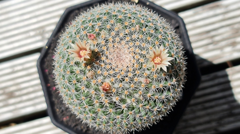 Mammillaria hahniana var. albiflora 