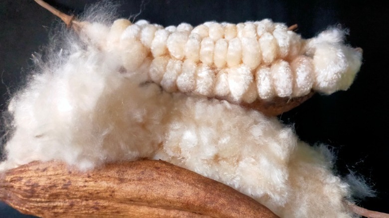 Kapok seeds and fibers