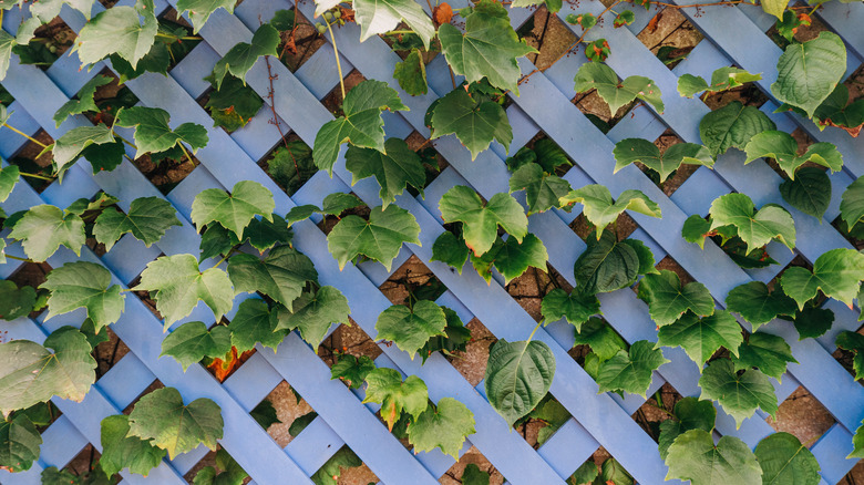 Ivy growing in between a blue trellis