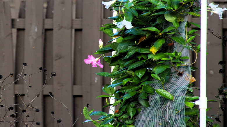 A well secured brown trellis with plants growing over it