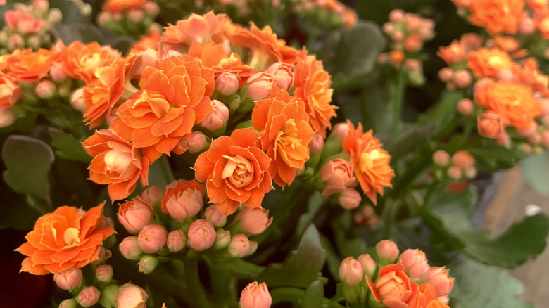 Orange kalanchoe flowers growing outside