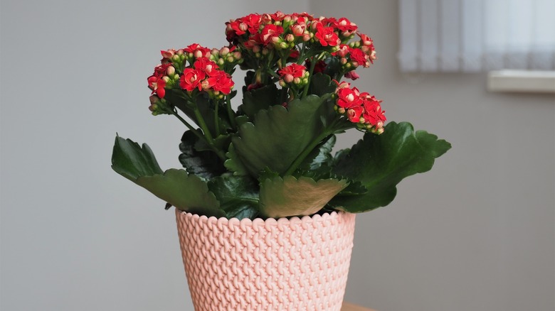 Red calandiva flowers in a pot indoors