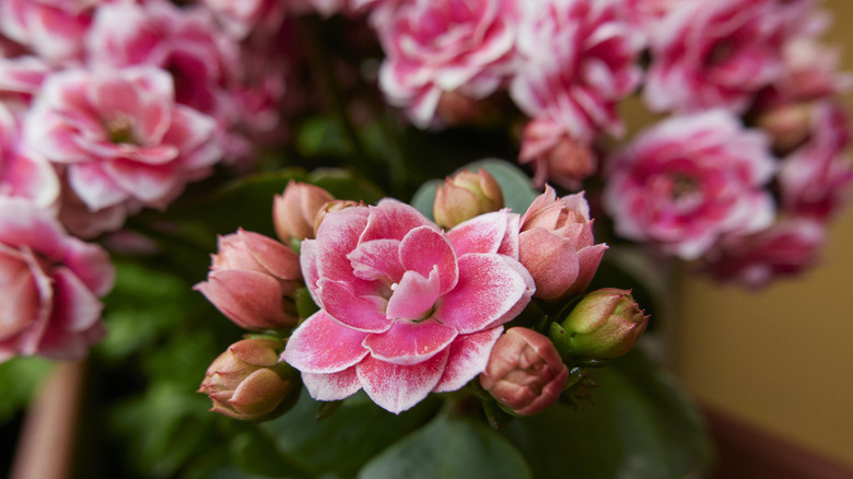 Pink calandiva flowers close up