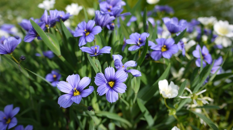 Blue-eyed grass in garden