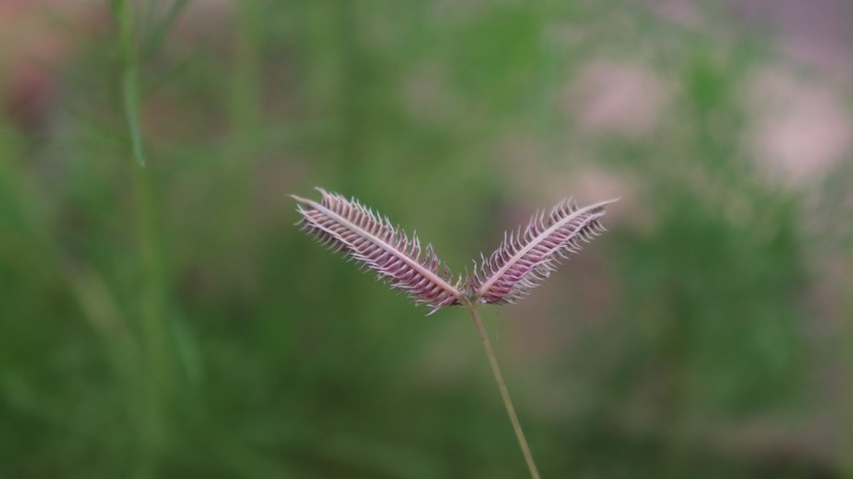 blue grama seed head