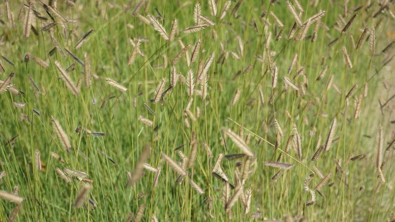 blue grama lawn