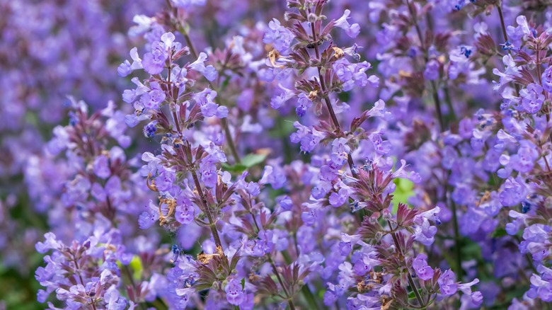 catmint flowers