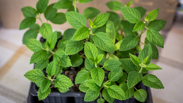 catmint seedling