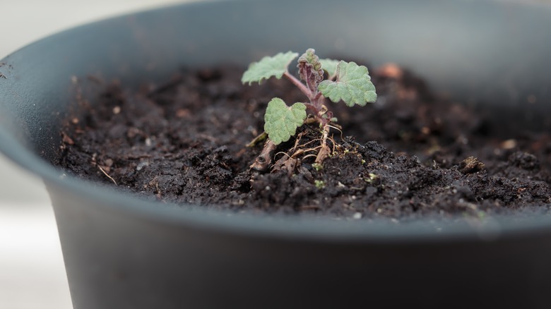 small catmint in a flowerpot