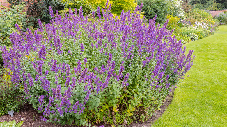 large catmint plant in a garden