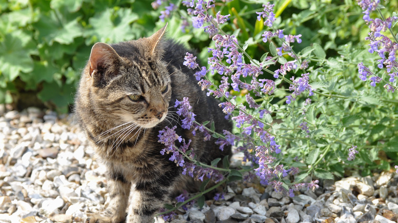 cat sniffing catmint flowers